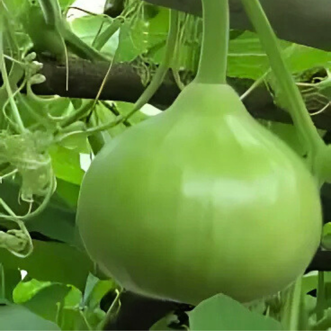 Fresh Bhoomi Gourd Seeds | Dhudi | 10 Seeds | Heirloom Non-GMO | Asian Vegetable