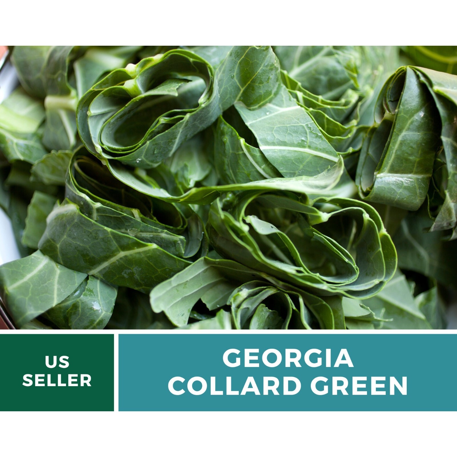 Collard Greens, Georgia – 100 Seeds – Heirloom Vegetable – Open Pollinated – Non