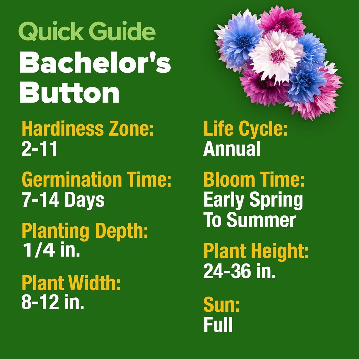 Vibrant Bachelor’s Button Flower Seeds – Heirloom Garden Mix for USDA Zones 2-11