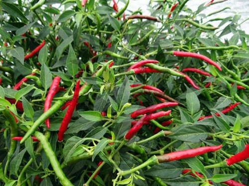 Thai Hot chili pepper Red 15 – 1000 Seeds Heirloom Spicy Asian Cuisine Bangkok