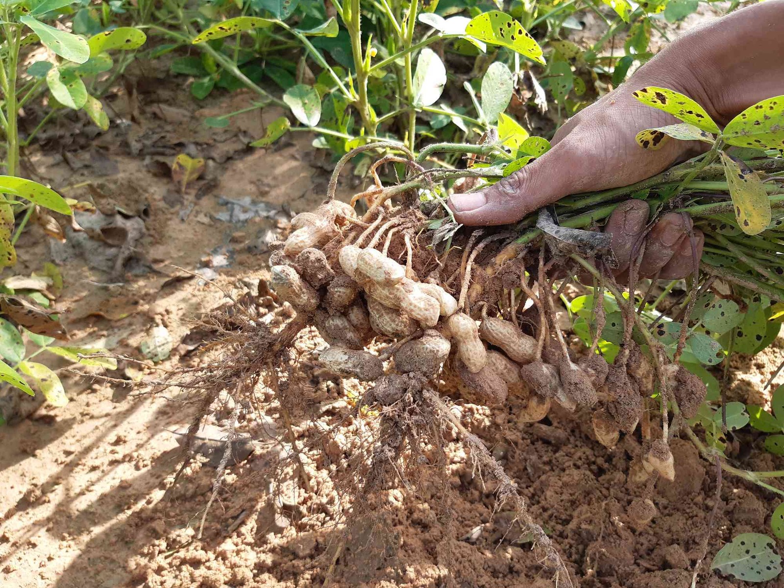 Jumbo Bailey Virginia Peanut Seeds | For Planting Top Producer Pea Nut Seed 2024