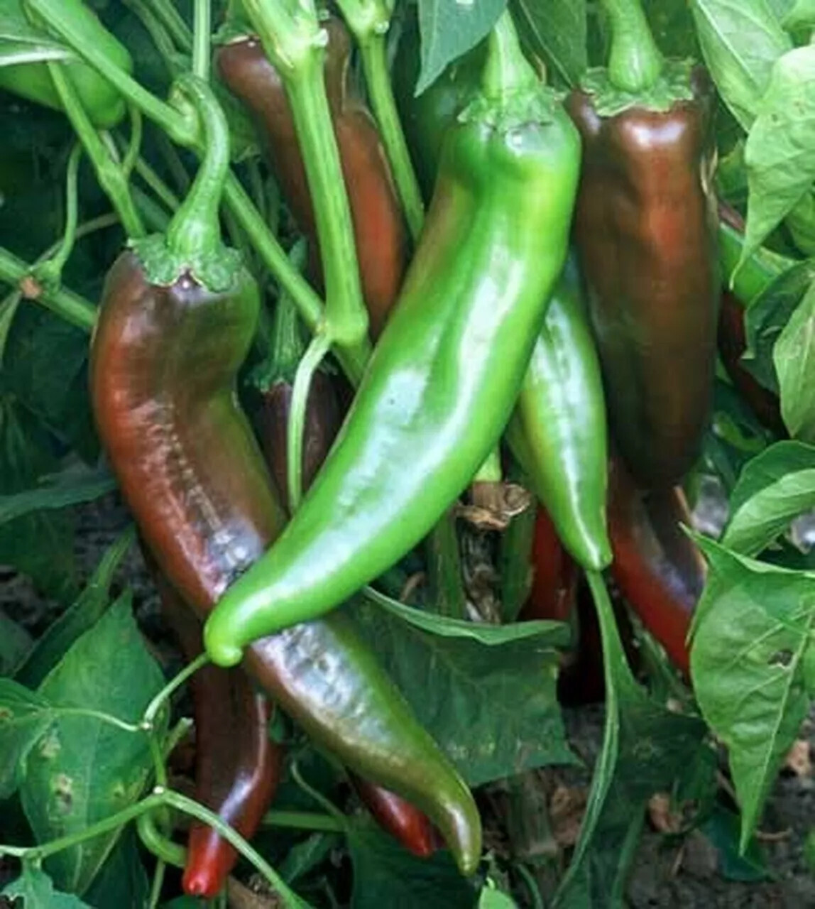 100 Joe E. Parker Chili Pepper Seeds, NUMEX, Chile, NON-GMO, Heirloom