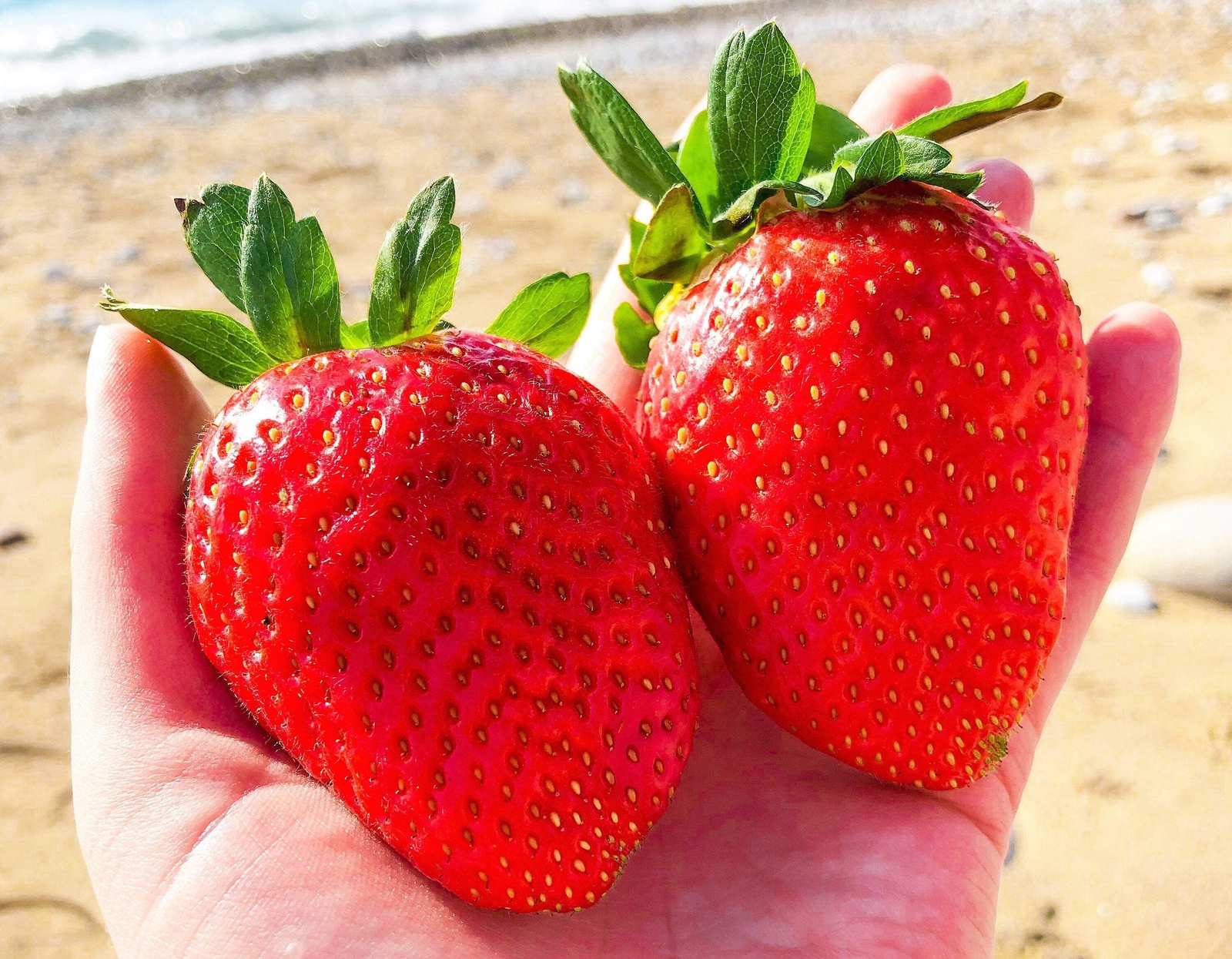 15 GIANT STRAWBERRY Fragaria JuneBearing Huge Red Berry Fruit White Flower Seeds
