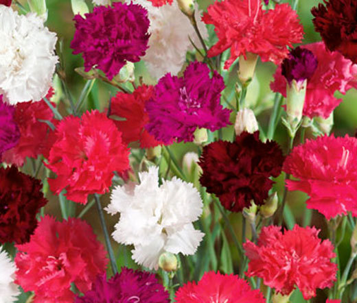 CARNATION MIXED COLORS Dianthus Caryophyllus – 200 Bulk Seeds