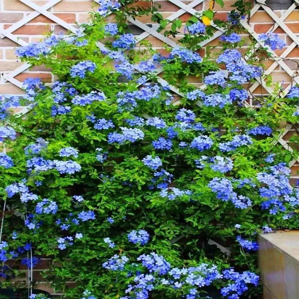 20 JASMINE FLOWER SEEDS rare exotic rambling vine fragrant plant garden bush