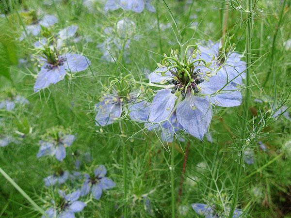 Nigella damascena | Hair of Venus | love-in-a-mist | Ragged Lady | 100 Seeds