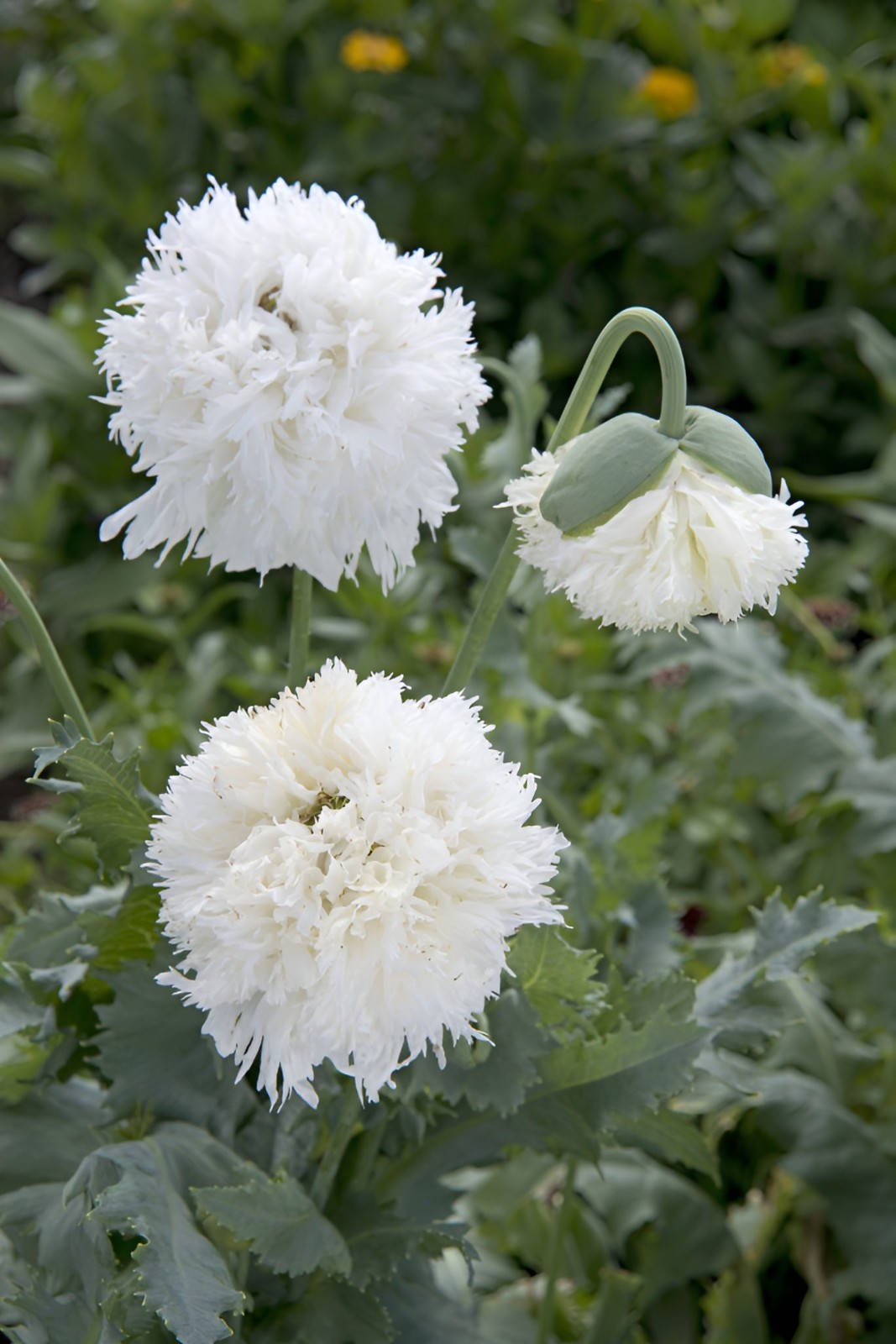 1,000 White Cloud Peony Poppy Seeds – P. Somniferum -Classic Double White Blooms