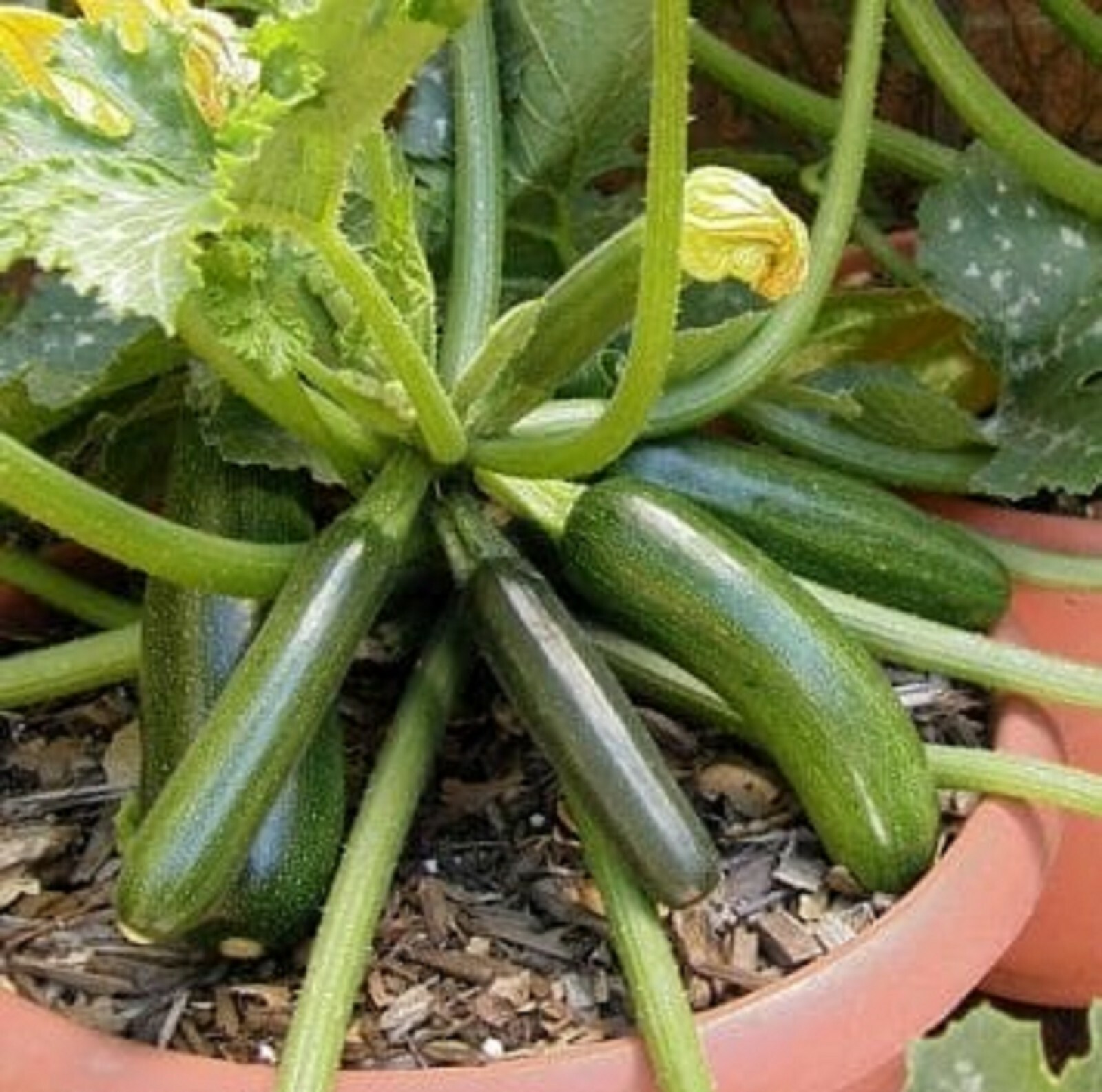 Zucchini Squash Seeds Black Beauty 15 Organic seeds Non-GMO heirloom vegetable