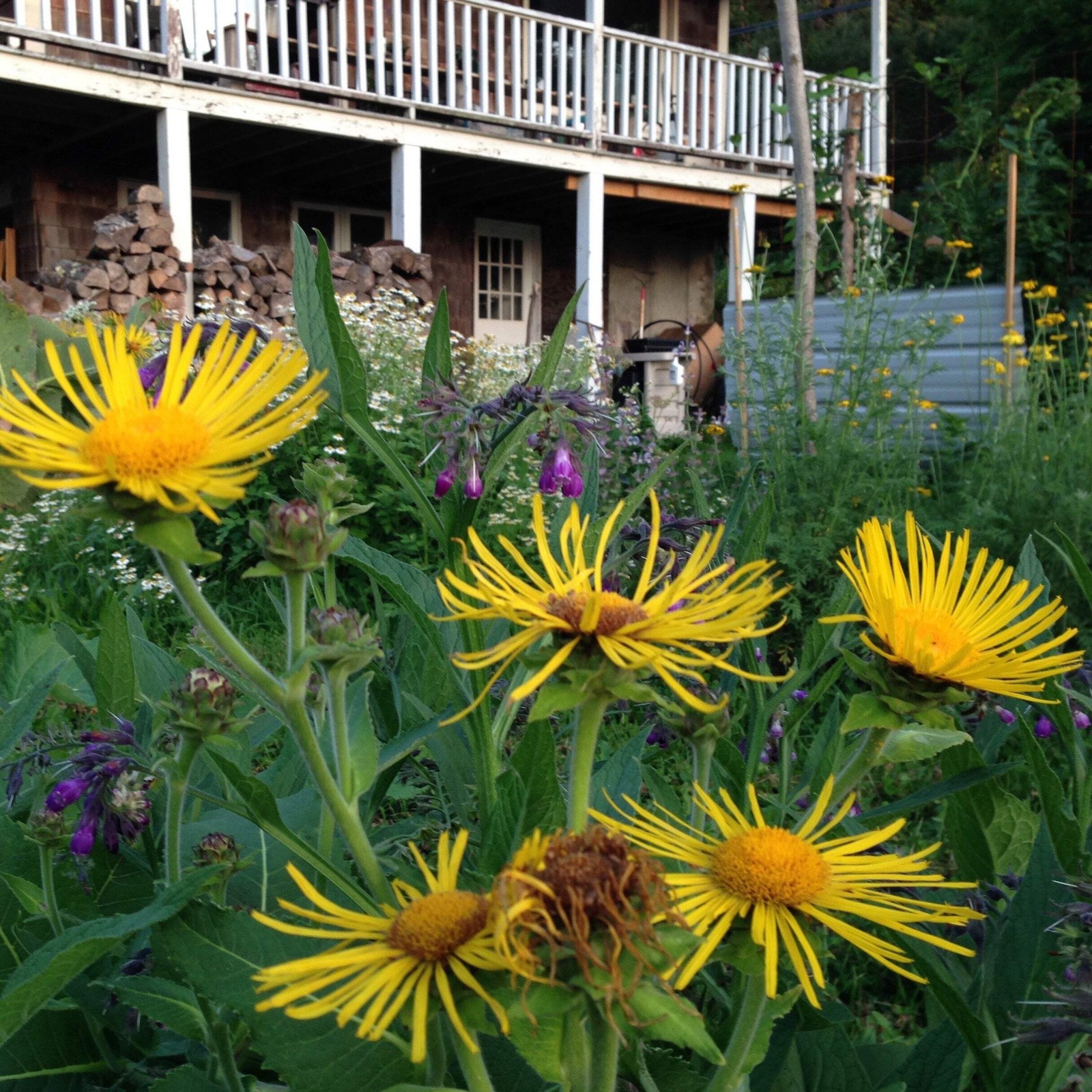 Elecampane Seeds (Inula helenium) ~Traditional Herb Perennial Pollinator Garden