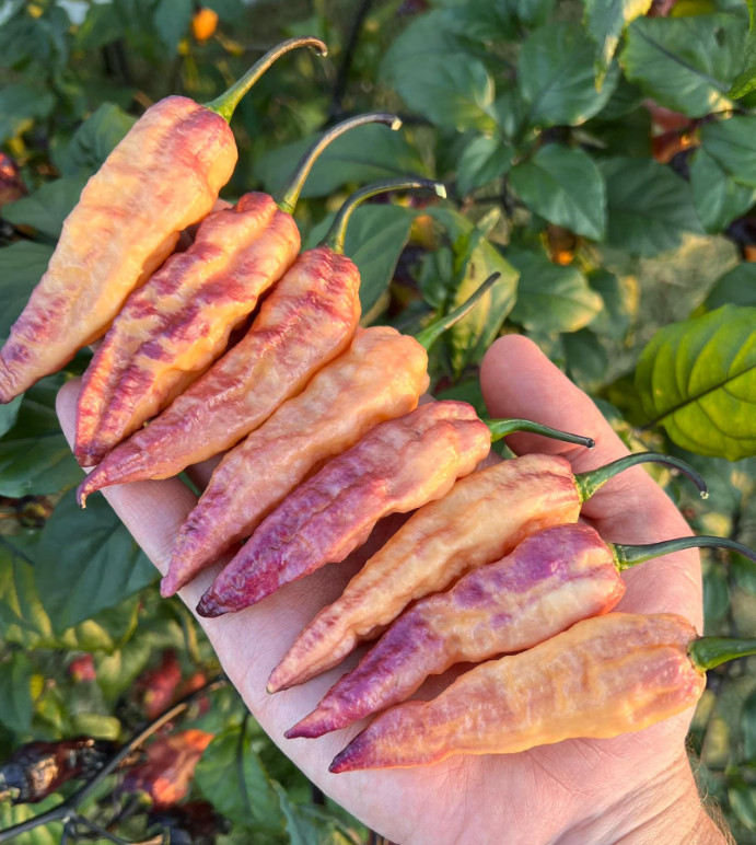 THANOS Superhot Pepper Seeds Packet – Non-GMO Organic Pepper