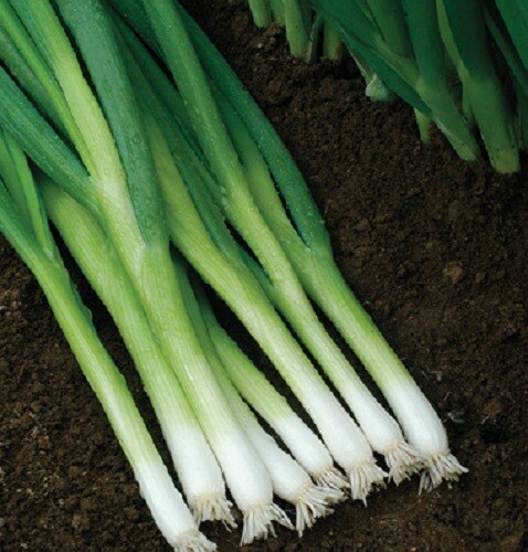Bunching Onion Seeds 500 Seeds Evergreen Hardy Onion Seed Garden Seed