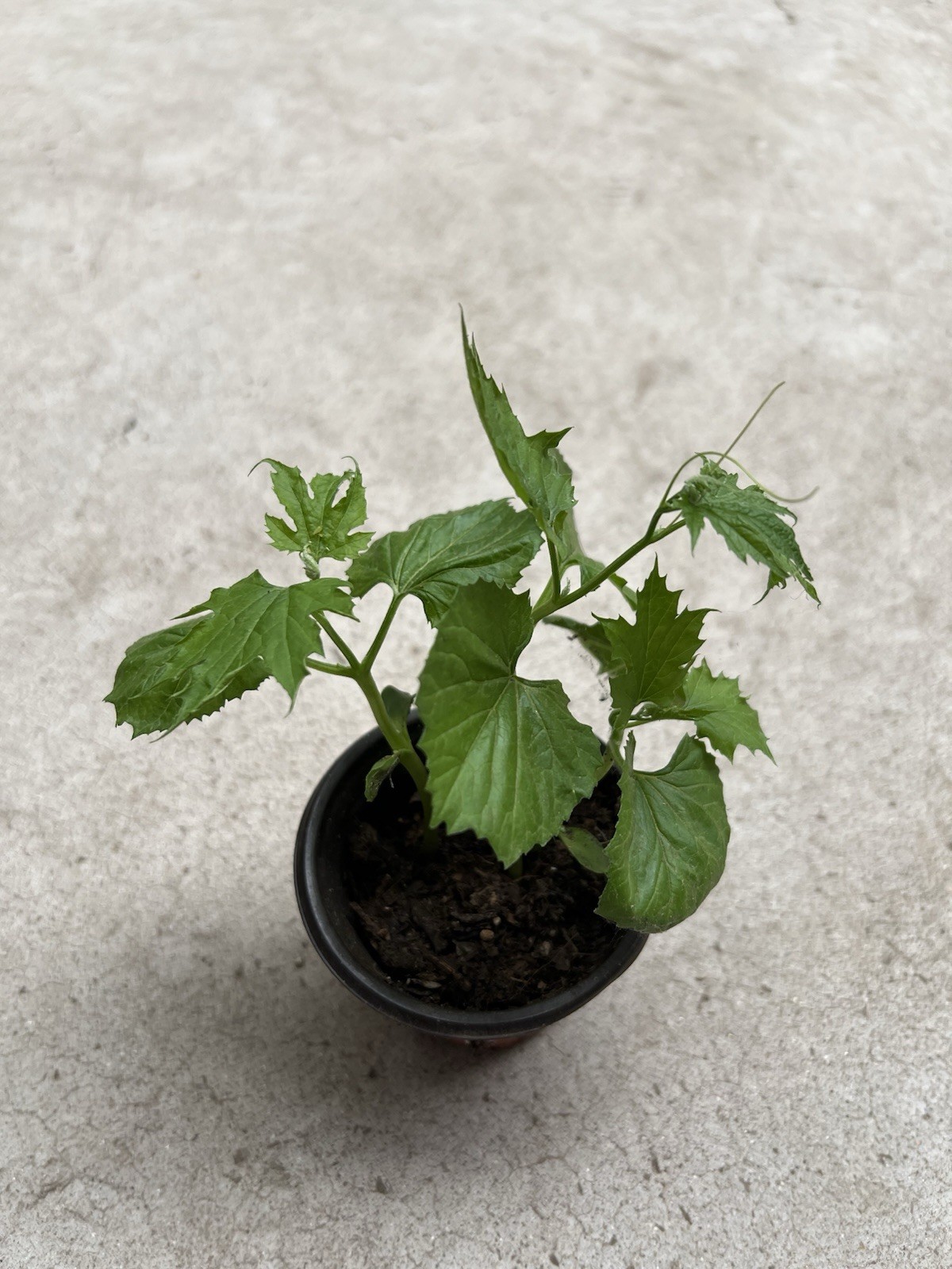 BitterMelon Plant With Pot 6” Bitter Gourd Ready To Plant