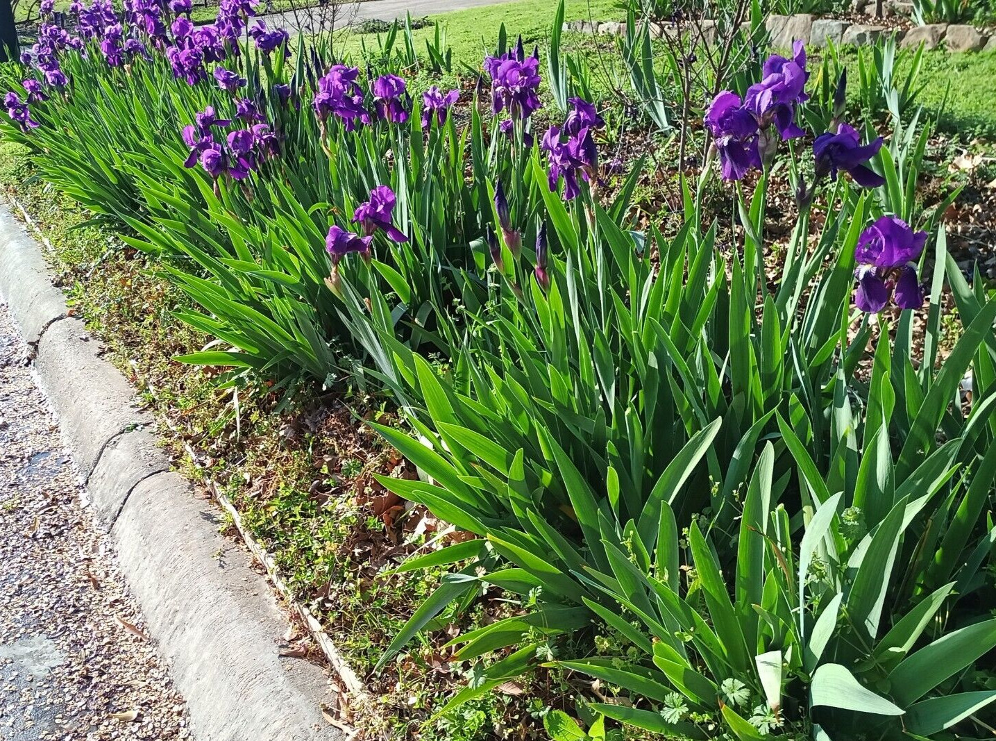 (10) TALL BEARDED IRIS RHIZOME LIVE ROOT GARDEN PLANTS SPRING PURPLE FLOWERS FUN