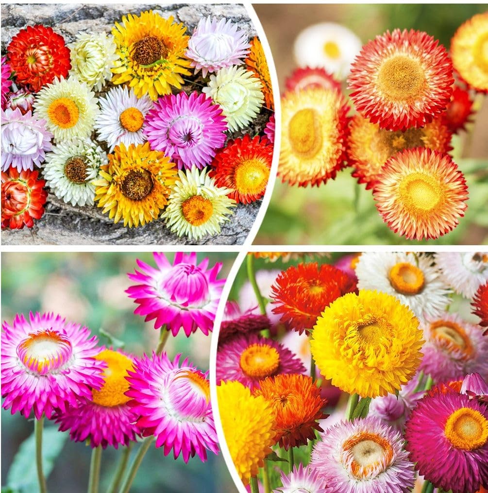 1000 pcs Strawflower Seeds for Planting Tall Mixed Heirloom & Open Pollinate…