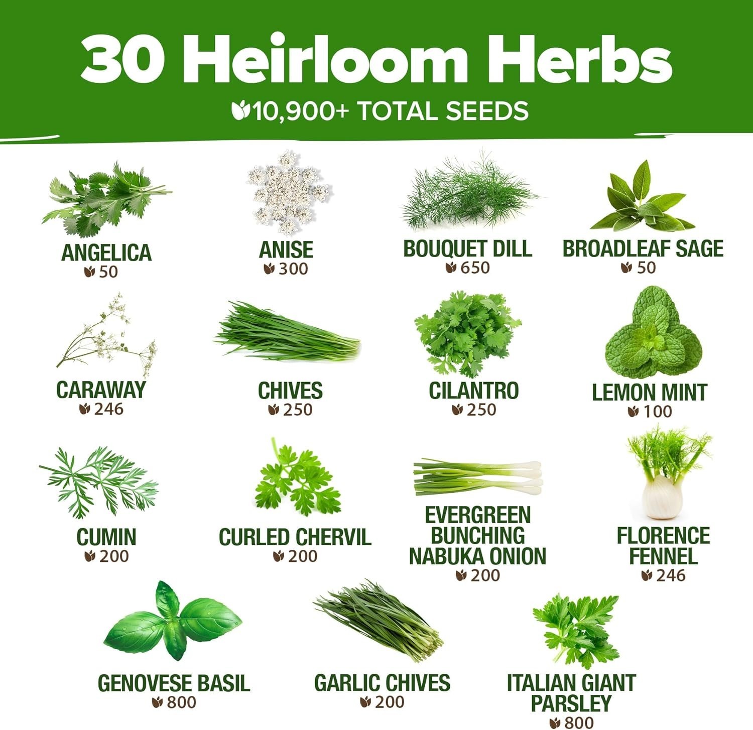 Pollinator-Friendly Herb Seed Set for Spring & Summer Planting – Low Maintenance