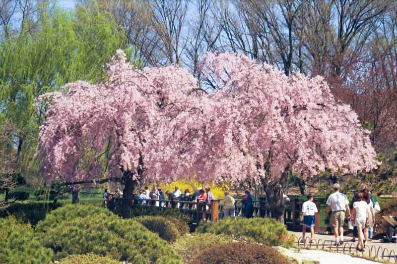 Weeping Higan Cherry, Prunus subhirtella pendula, Tree Seeds