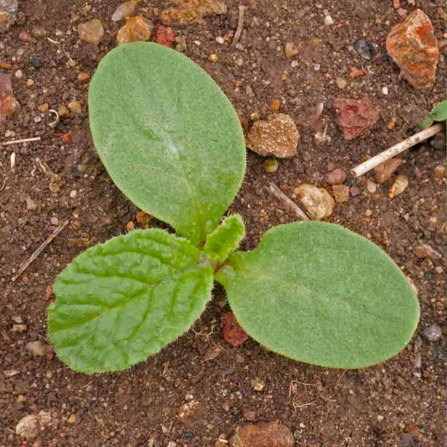 Borage Seeds for Planting Blue Star Flowers – Heirloom Non-GMO & Untreated – …