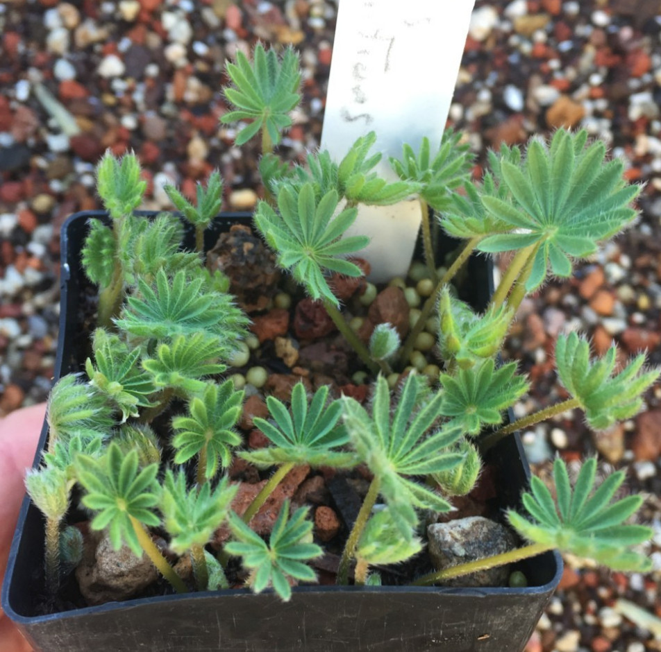 Bulbs E, CHOOSE 2: Oxalis palmifrons, Romulea hantamensis, Strumaria prolifera