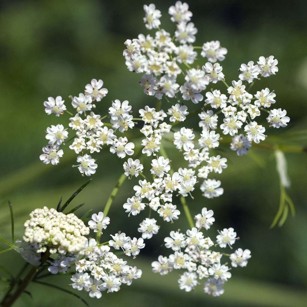Caraway Seeds, Herb, NON-GMO, Garden Planting, Variety Sizes, FREE SHIPPING