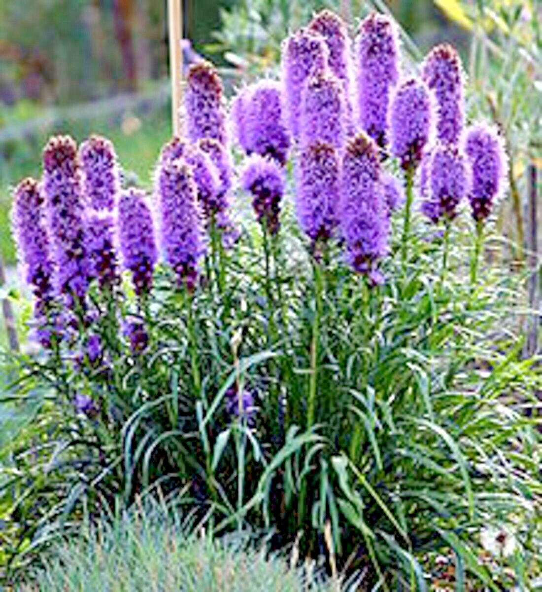 30 PURPLE BLAZING STARS SEEEDS – Liatris spicata