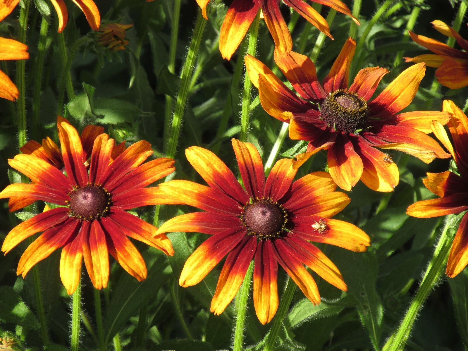 Echibeckia “Summerina” Echinacea x Rudbeckia Cross Seed