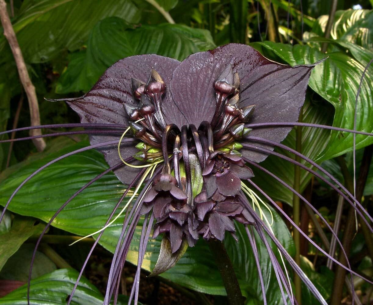 Tacca chantrieri | Bat Flower | Cats Whiskers | Devil Flower | 20_Seeds