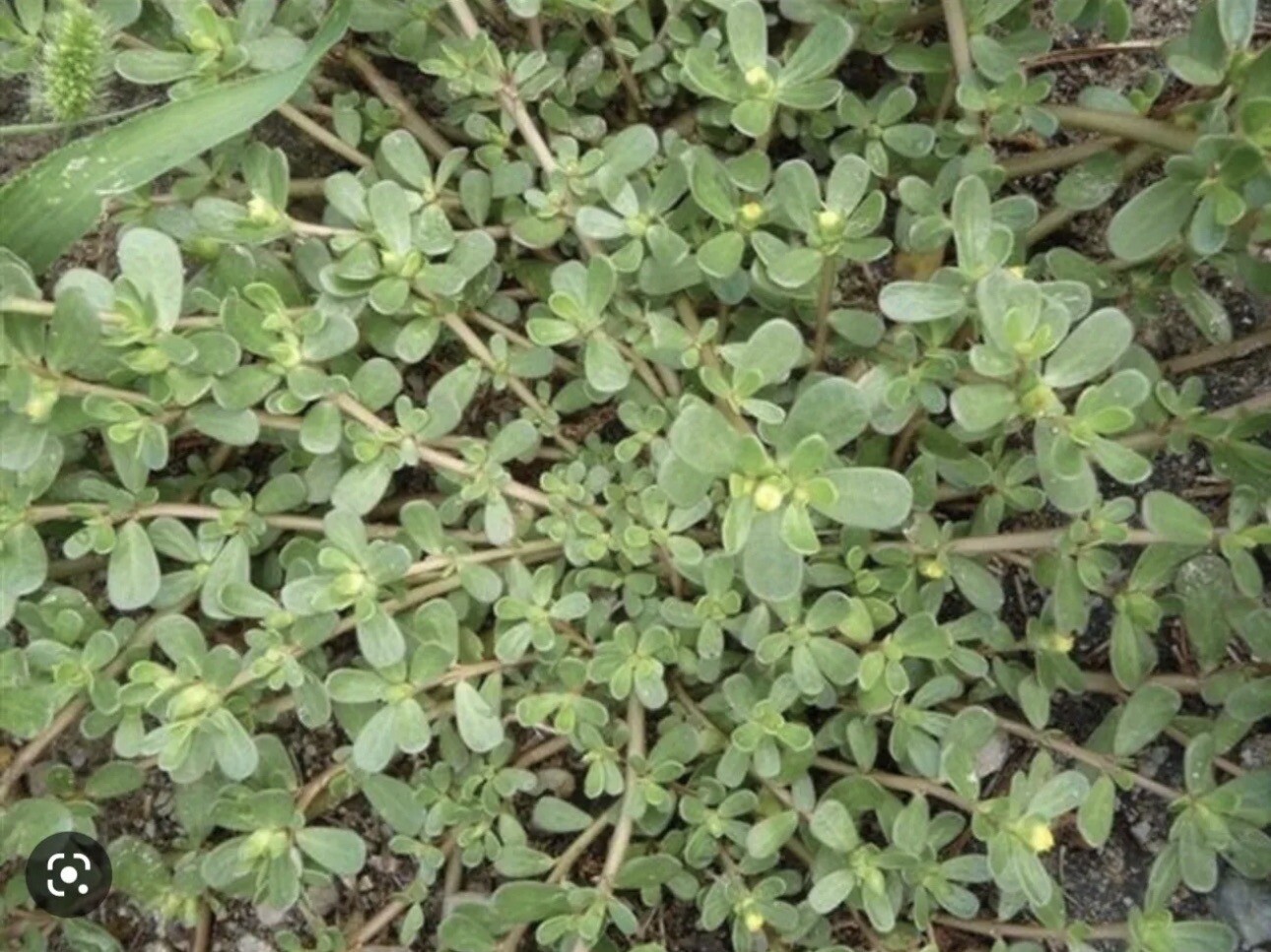 1 Pot Live Roots Plant , Portulaca Sativa Most Omega 3 Of Any Leafy (Rau Sam )