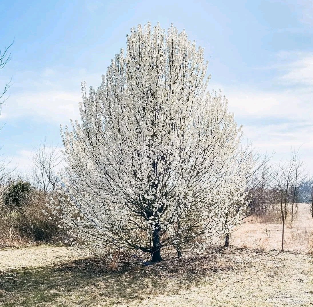 Beautiful Bradford Pear Tree Seeds Cold Hardy to Zone 4 Harvested In North Texas