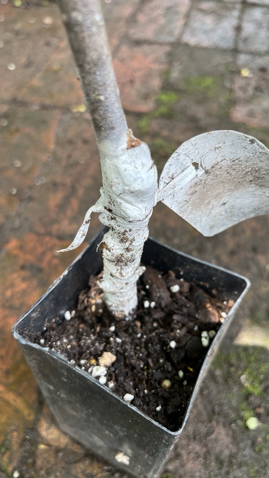 1 yo 6-12” tall Sorbus Cashmiriana Kashmir Rowan Tree white fruits grafted plant