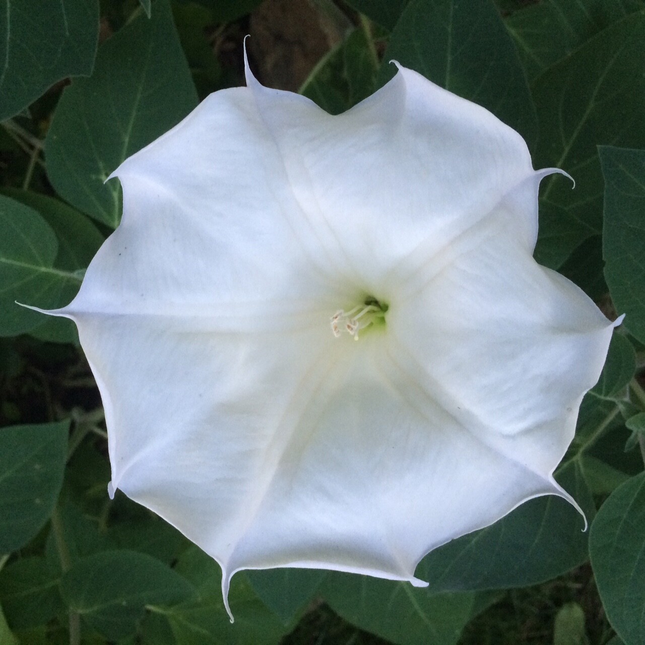 Moonflower Seeds WHITE Fragrant Bush Organic Moon flower Datura Angel Trumpet