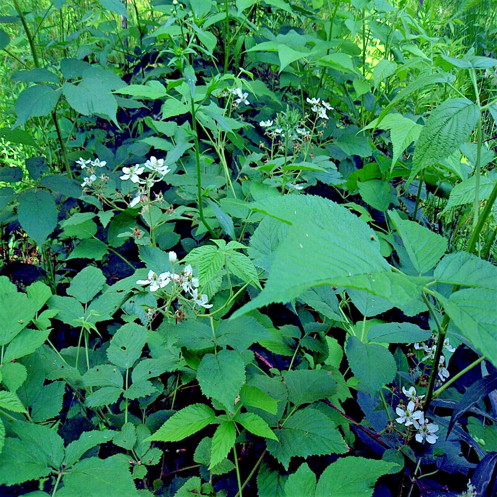 20 BLACKBERRY BUSH SEEDS (Rubus allegheniensis) Garden Fruit Plant Hardy-Zone 3