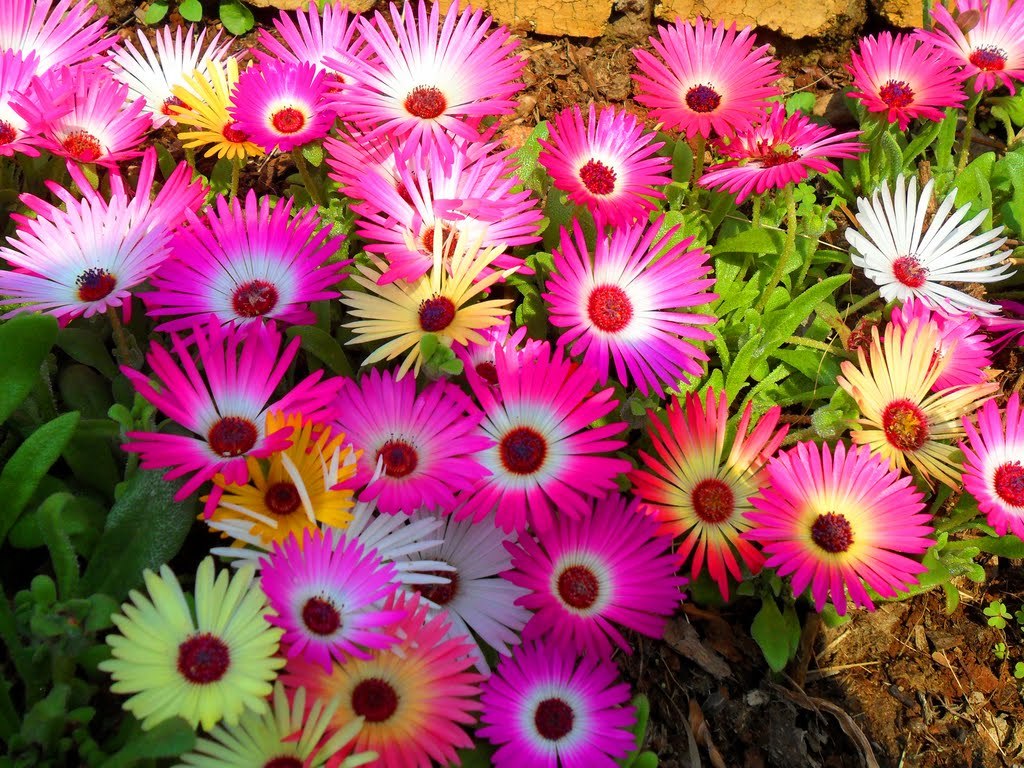 10,000+ ICE PLANT Seeds HEIRLOOM Livingstone Organic BULK Easy Groundcover Heat