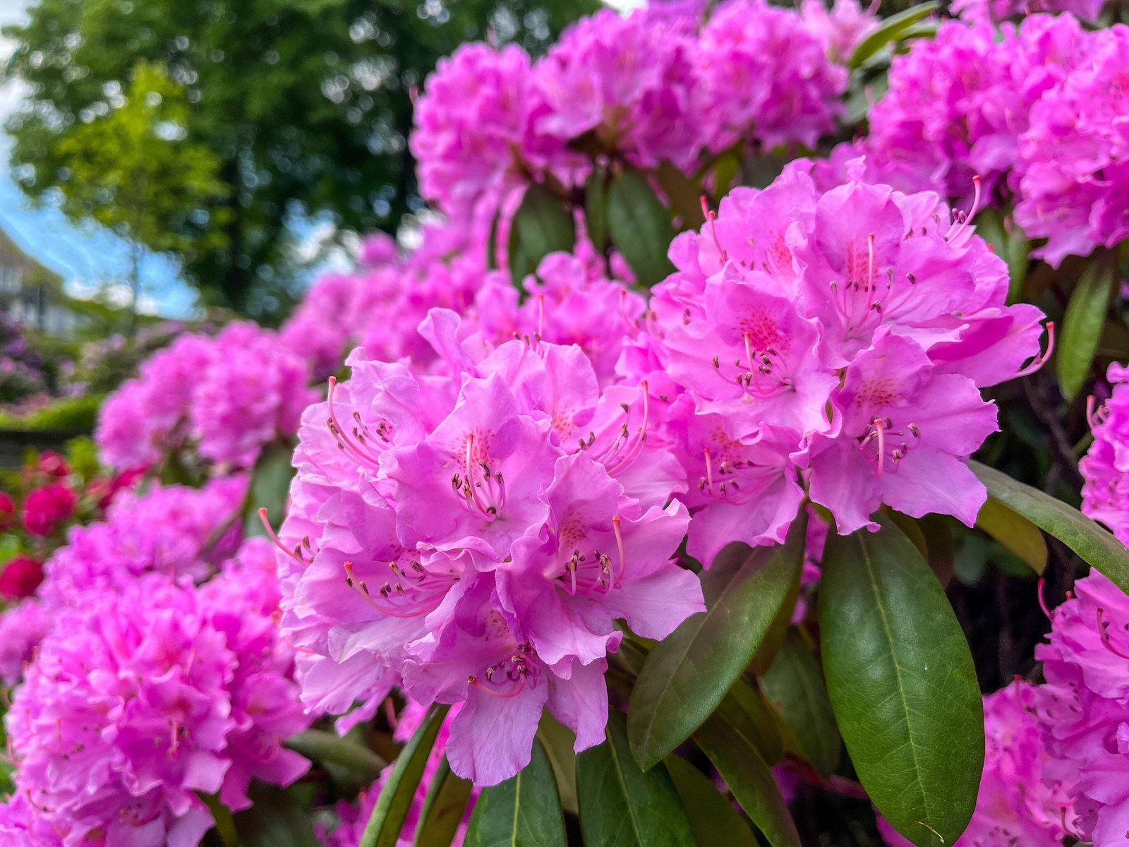 50 Rosebay RHODODENDRON Maximum White Pink Laurel Bush Shrub Flower Seeds