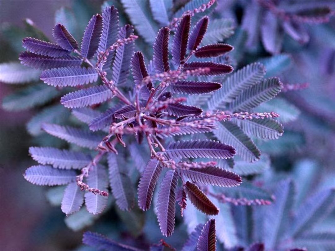 Acacia Baileyana v. Purpurea Tree Seeds “Purple Fern Leaf Mimosa” Yellow Flower