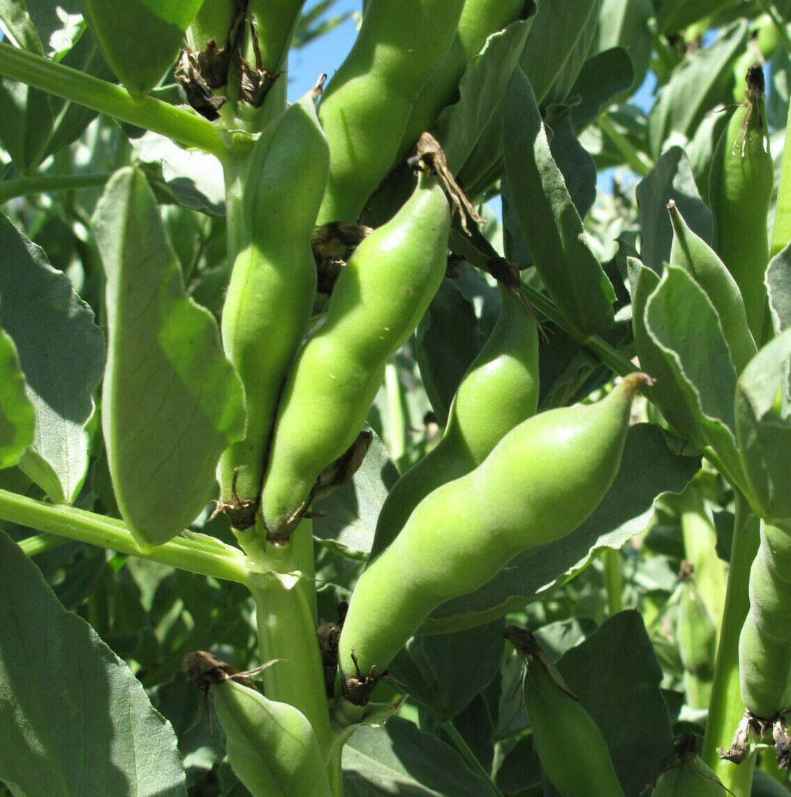 Broad Windsor Fava Bean Seeds | Buttery Broad Beans Healthy Giant Faba Seed 2024