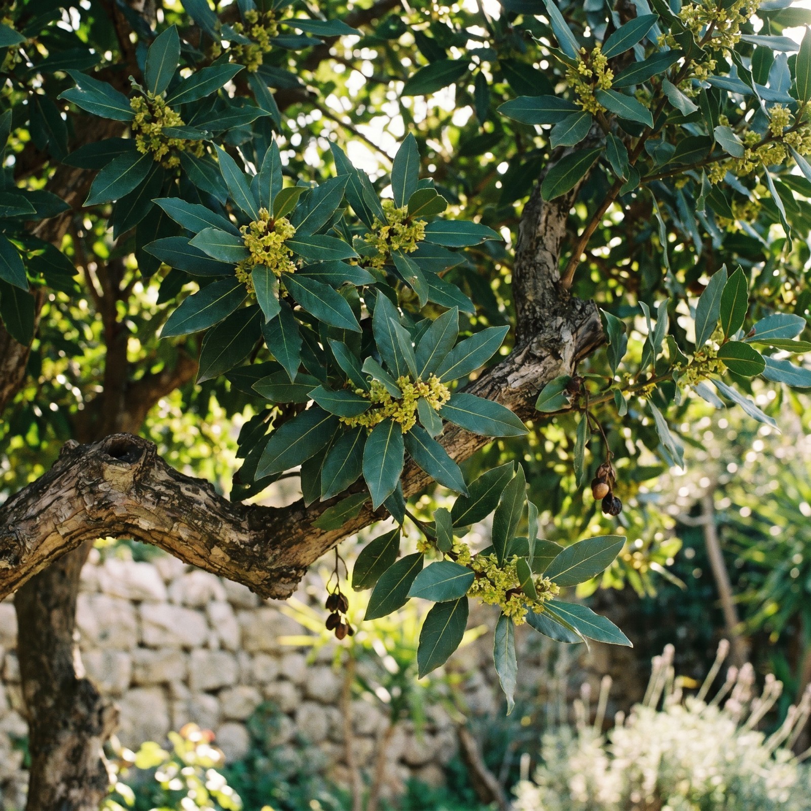 Bay Leaf Live Plant 4-7 Inches Tall Sweet Laurus Nobilis Tree