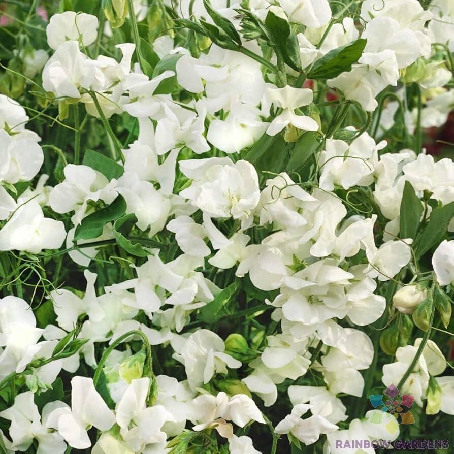 50+ Royal White Sweet Pea Seeds for Garden Planting – USA – FREE SHIPPING!