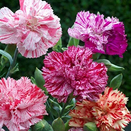 Double Picotee Mix Carnation Seeds | 50 – 1,000 Seeds | Non-GMO | Free Ship 1251