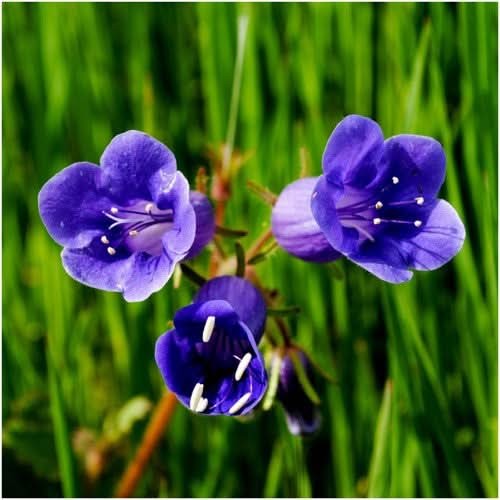 California Bluebell Seeds For Planting (Phacelia campanularia)