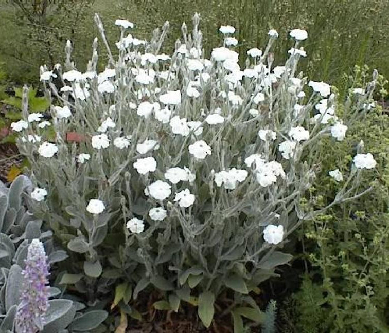 50+ white Rose Campion flower seeds, organic, harvested 07/25, FREE SHIPPING