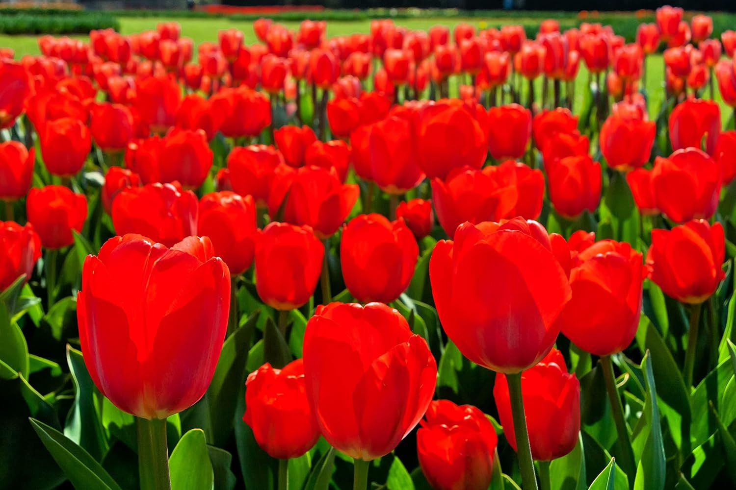 Best Red Tulip Bulbs for Planting – Easy to Grow – Fall Planting Flowers – Br…