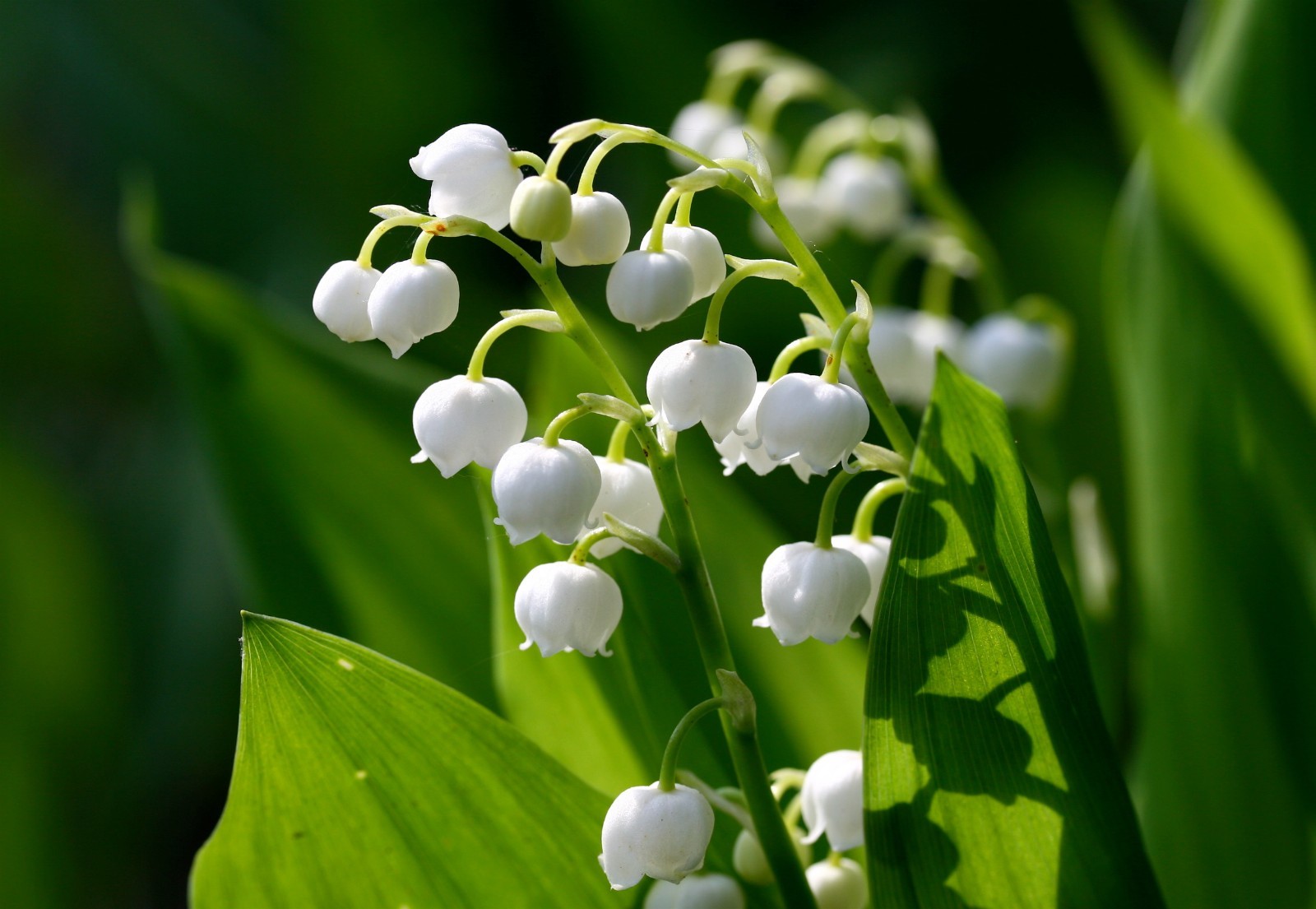5 Lily of the Valley, May Lily, May Bells roots-(Convallaria majalis)