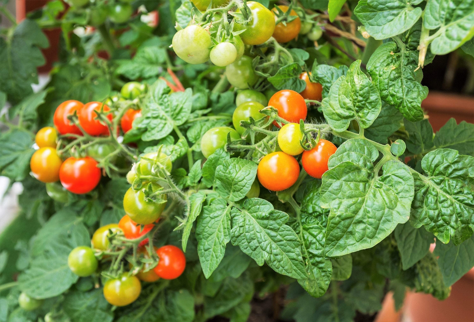 80 Sub ARCTIC PLENTY TOMATO Solanum Lycopersicum Red Determinate Heirloom Seeds