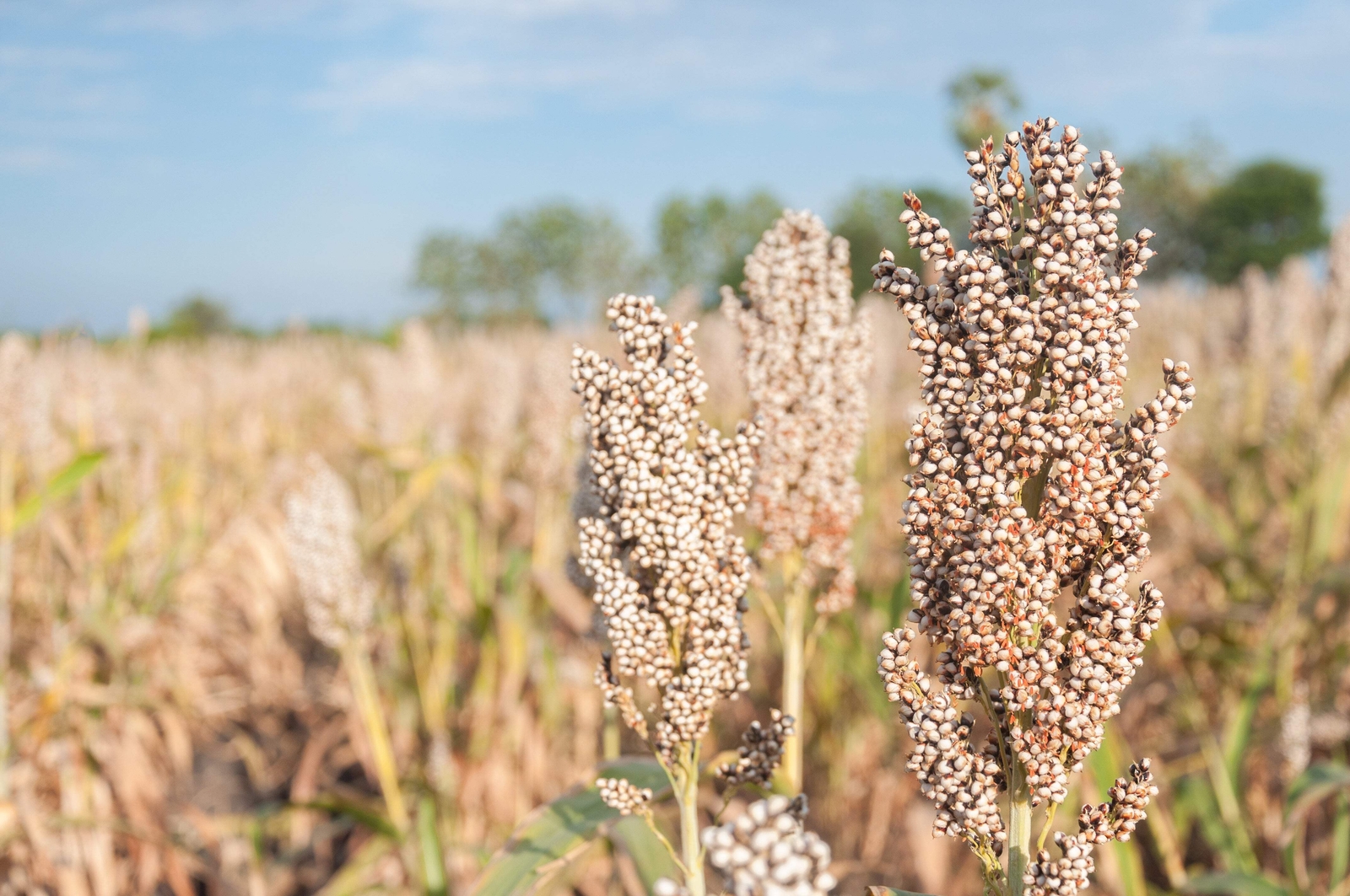 75 WHITE POPPING SORGHUM Bicolor Snack Vegetable Flour Grain Seeds *Combined S/H