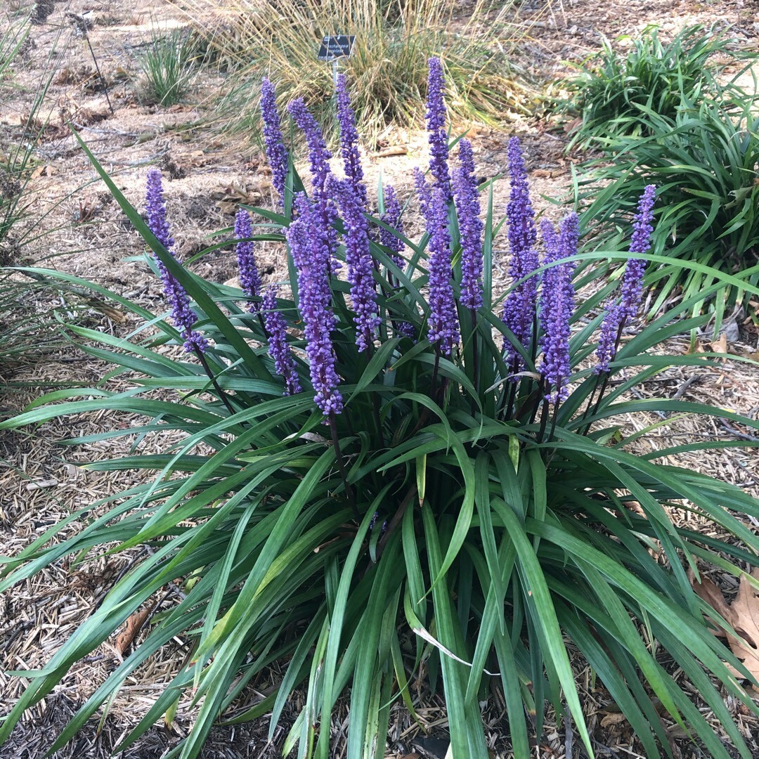 10 LILYTURF Flower Seeds Liriope Muscari Big Blue Lily Turf Clean Seed From 2024