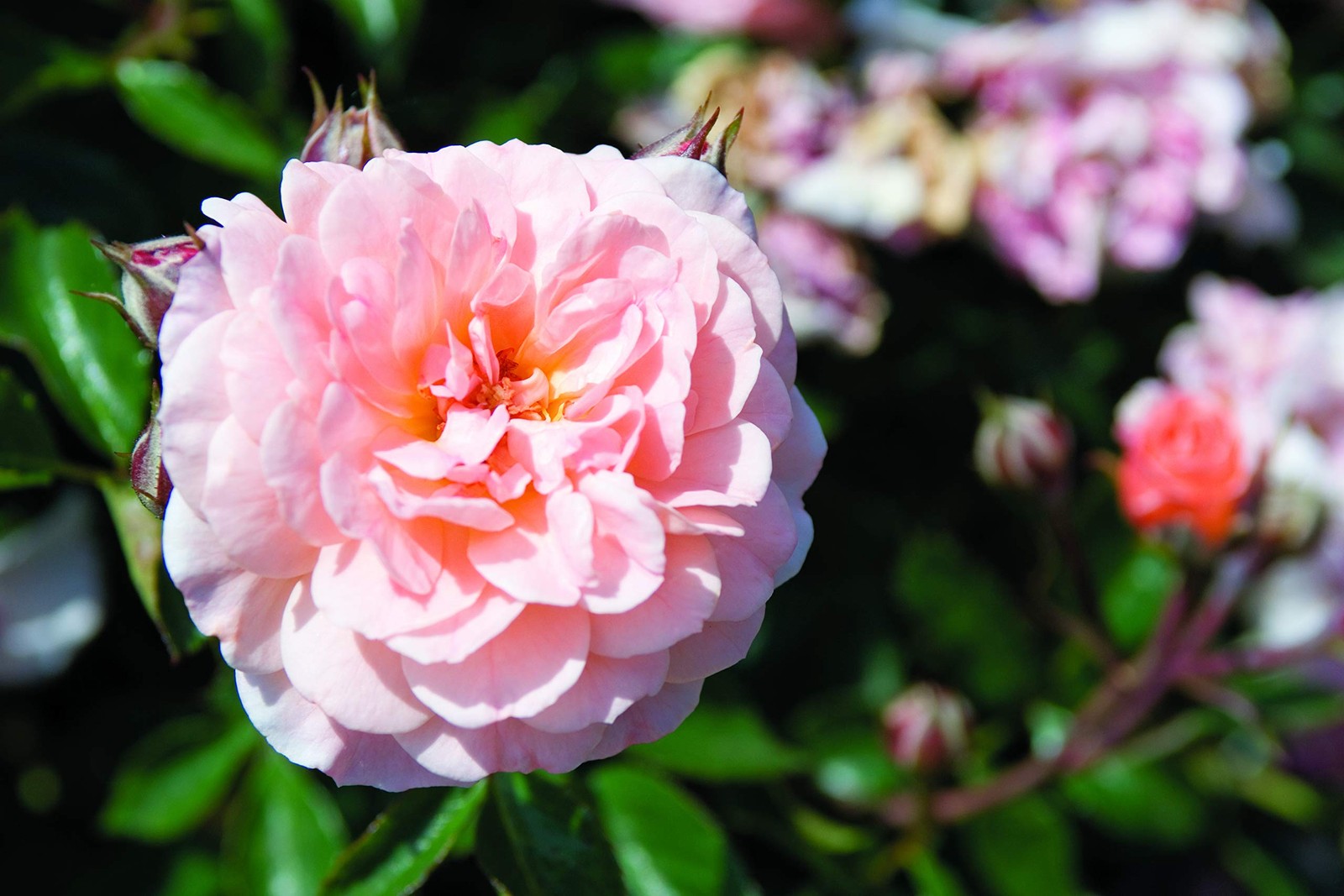 Apricot Drift Roses – Double Flowering, #2 Container Size, Perfect for Gardens
