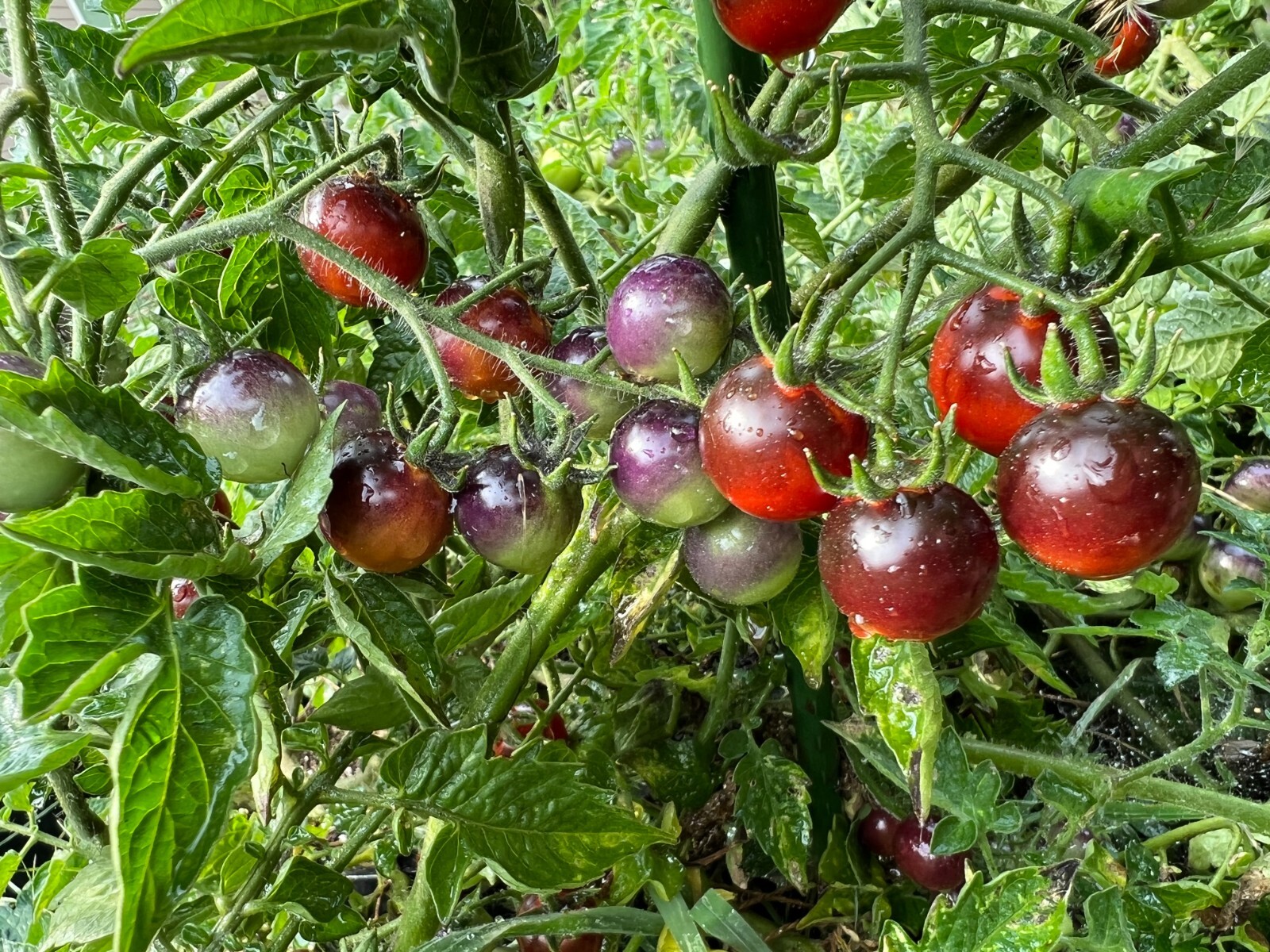 Blue Berries Tomato Seeds | Organic | Indigo Variety | Rare | Antioxidant Rich