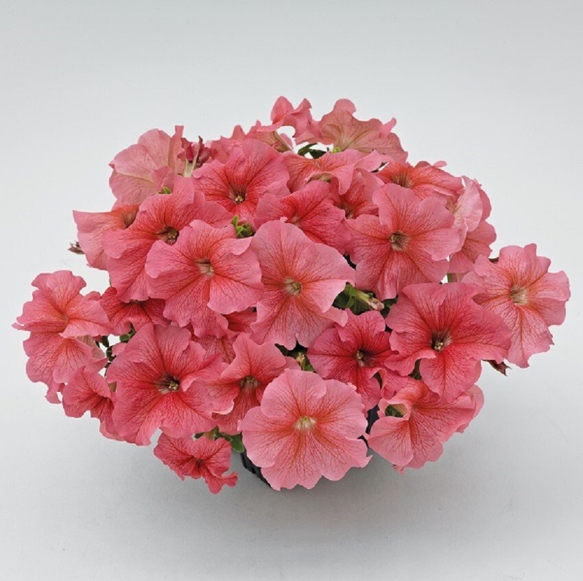 Petunia Success 360 Salmon Vein 50 Pelleted Petunia Seeds