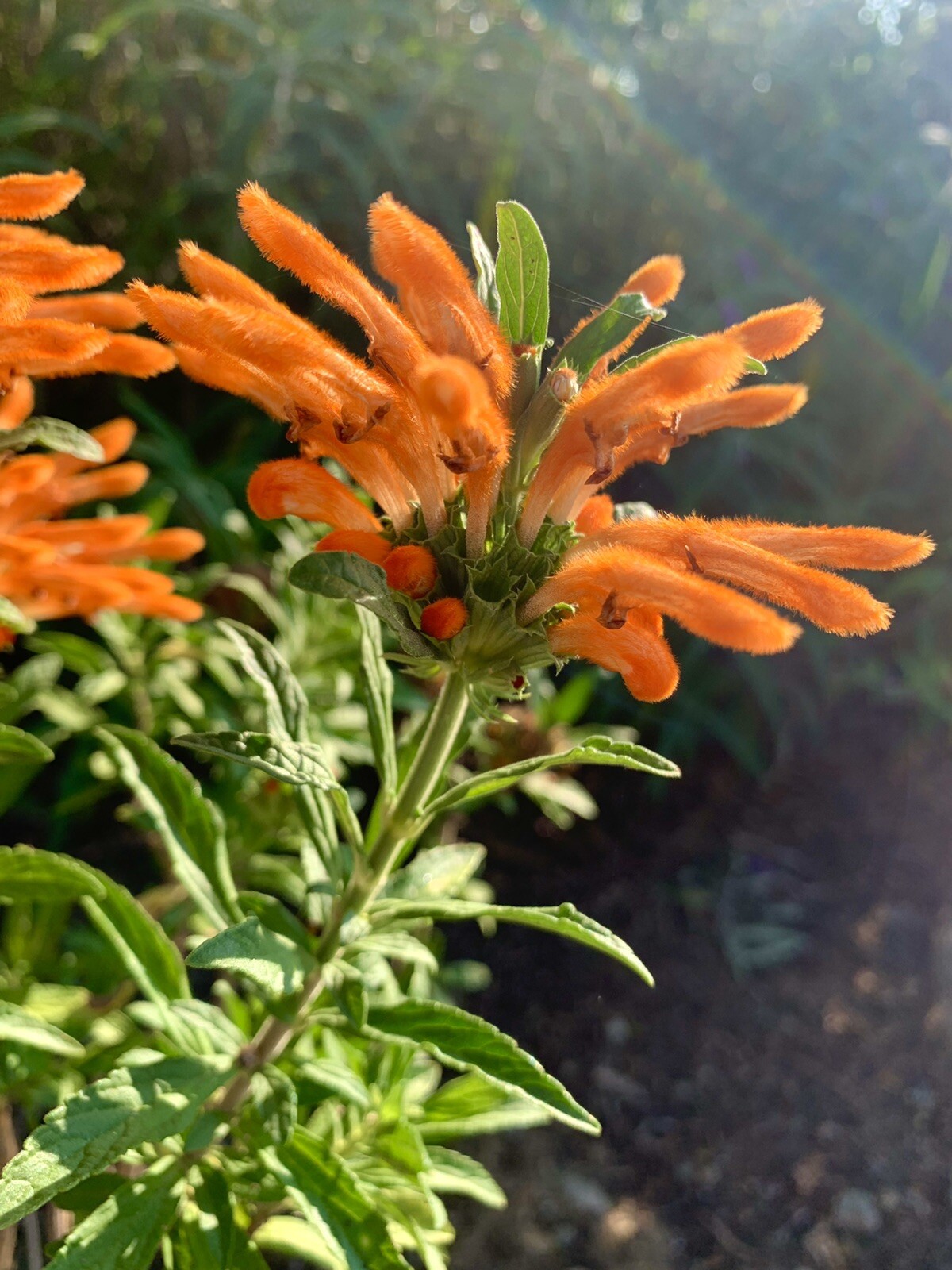 Lion’s ear/ Leonotis Leonurus/ Wild Dagga – 50 seeds 2024 – USA