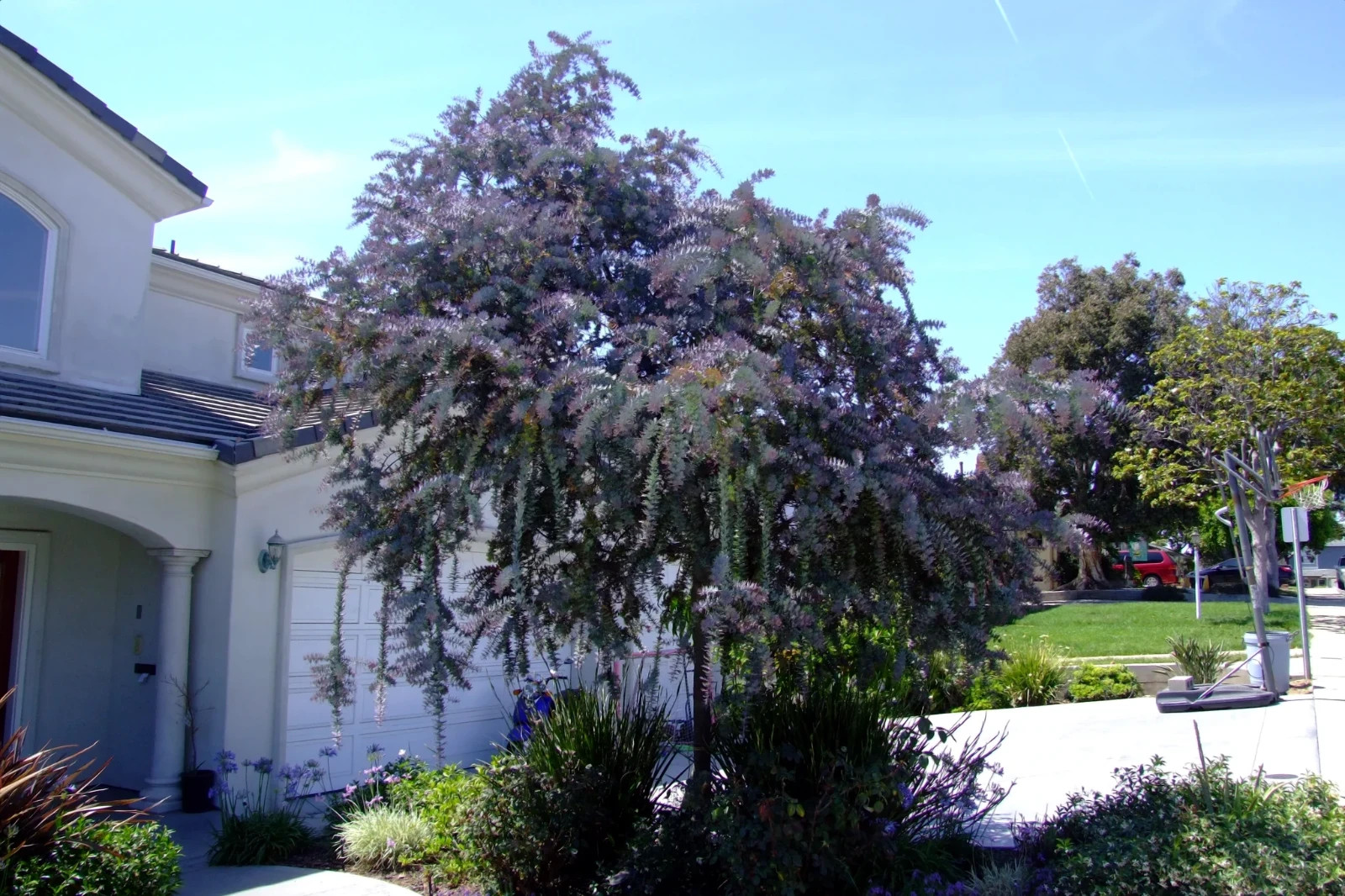 Acacia Baileyana v. Purpurea Tree Seeds “Purple Fern Leaf Mimosa” Yellow Flower